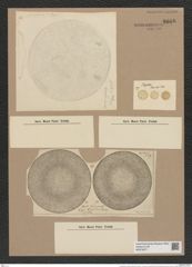 Coscinodiscus tumidus Janisch (de-Toni-Nr.: Genus 202, Species 4907) Zeichnungen Sammlung Grunow Nr. 8668 (NHMW-BOT-W0378077)